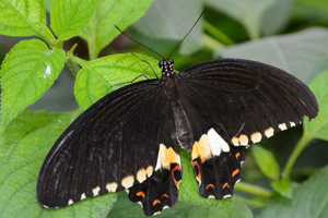 Papilio polytes alphenor