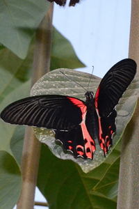 Papilio rumanzovia ou Mormon écarlate