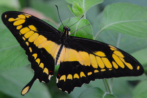 Papilio thoas