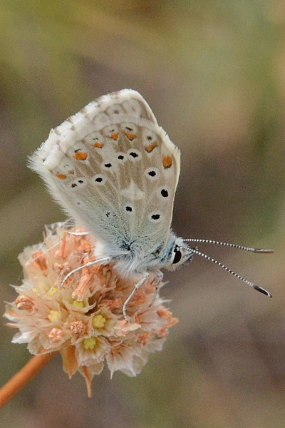 image de papillon français