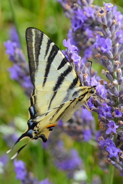 image de papillon pour le plaisir