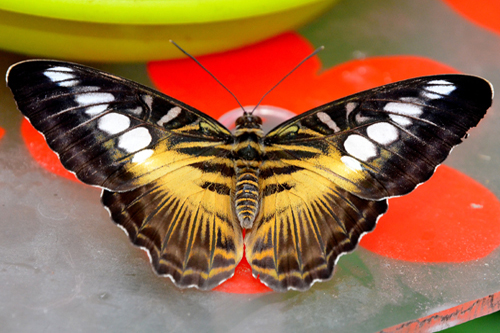 Parthenos sylvia