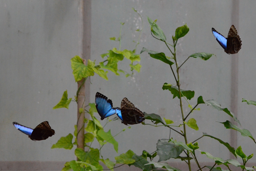 Morpho peleides