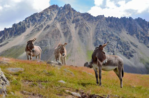 Anes vers le col de la Ponsonnière