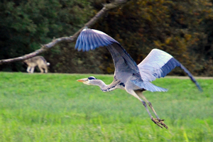Wartan, roi de Wallanie